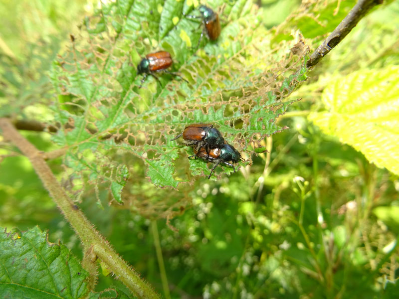 Phyllopertha horticola - Rutelidae